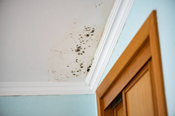 Best Insurance-Related Mold Remediation in New Orleans Station, LA