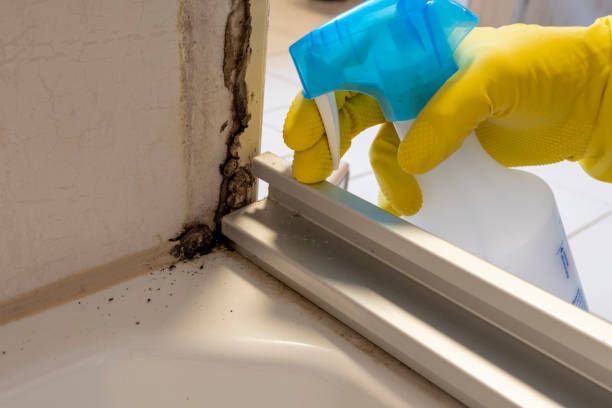 Best Industrial Mold Remediation in New Orleans Station, LA