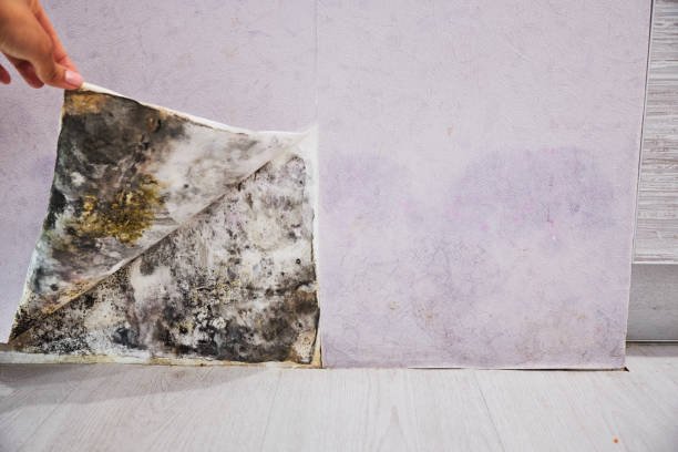 Best Commercial Mold Remediation in New Orleans Station, LA